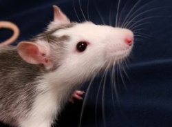 ヒトの遺伝子を動物で発現